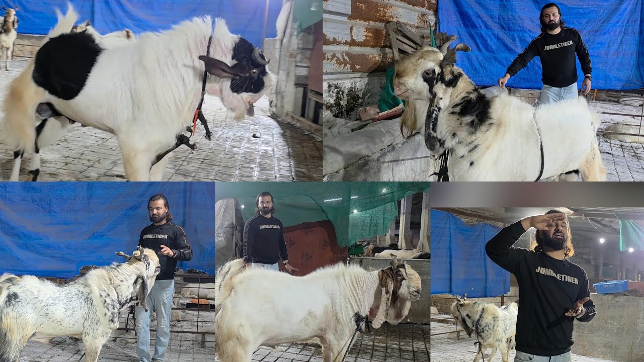 Meri Majburi Hai Main Nakhre Nahi Karta | Mera Phase 1 2 3 4 Ek Hi Roof Hai | Part 2 D Goat Farm.