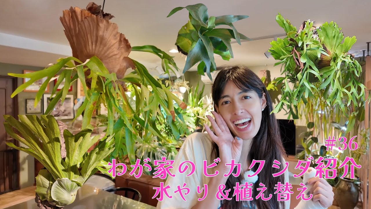 #36 わが家のビカクシダ紹介 水やり方法＆植え替え！／ Showing off my Platycerium at home