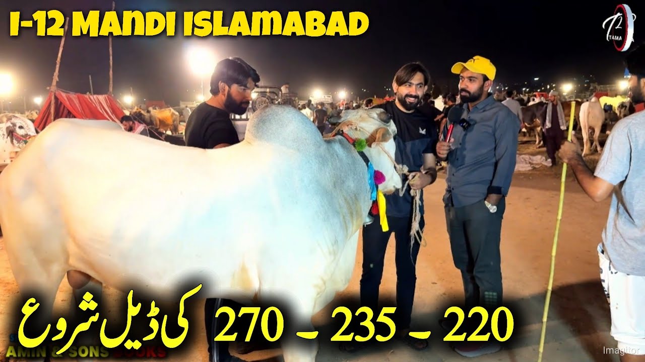 I-12 Cow Mandi Islamabad - live Bargaining public Reviews - Qurbani 2025 - Fatehjangi bulls 2025