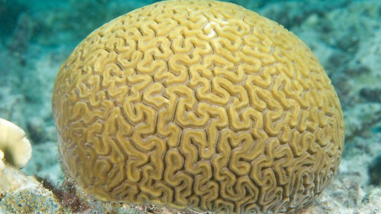 You won't believe it | Brain Coral Amazing Information |