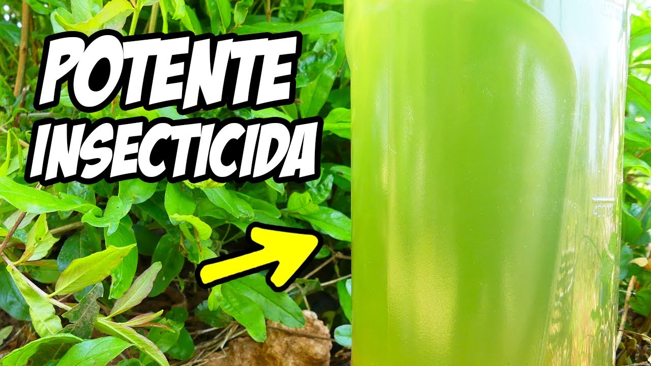 ¿Por Qué Nadie Me Lo Contó Antes? (POTENTE INSECTICIDA CASERO) | La Huerta de Ivan