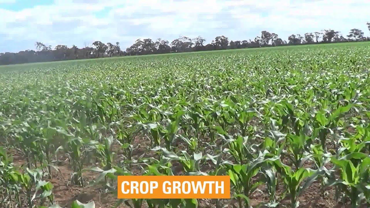 Growing Corn with Netafim