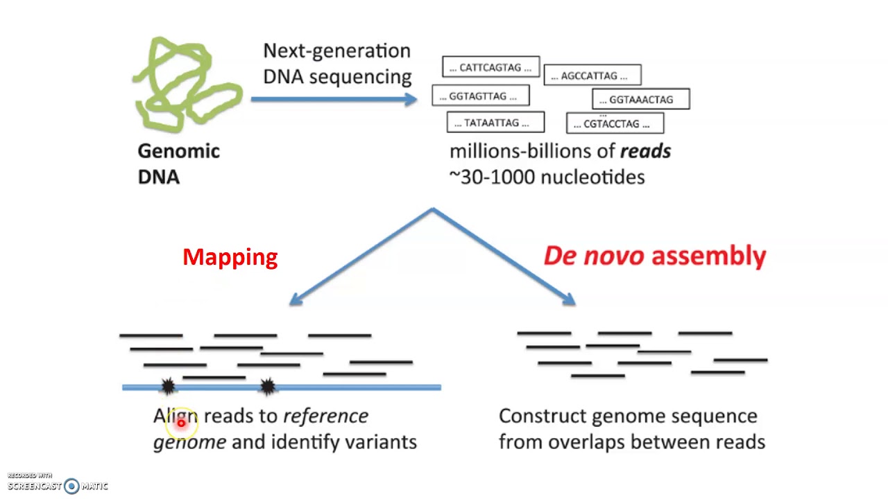 WES, sequence alignment, variant calling and annotation review, part 1