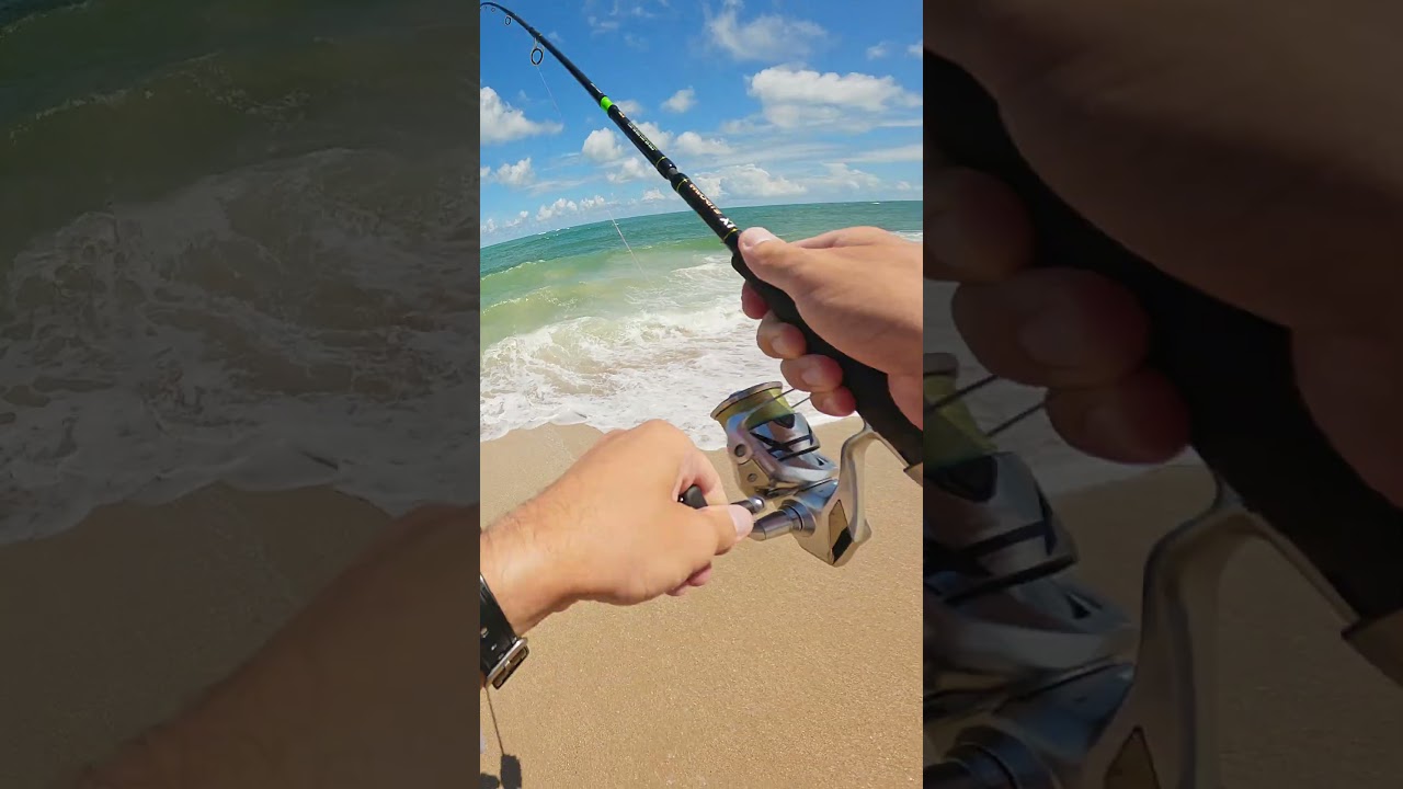 Florida Beach Snook Fishing | Spinning Action in the Ocean Surf