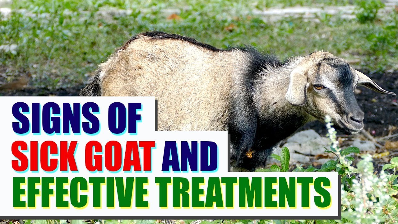 What are the signs of a sick goat? How to treat it | #goatmeet #aqai #aqgromalin #sickgoat #goatfarm