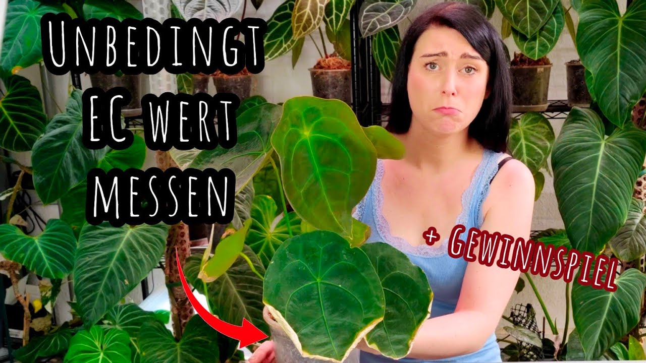 Warum du den EC-WERT / MS deiner Pflanzen MESSEN solltest + Tabelle