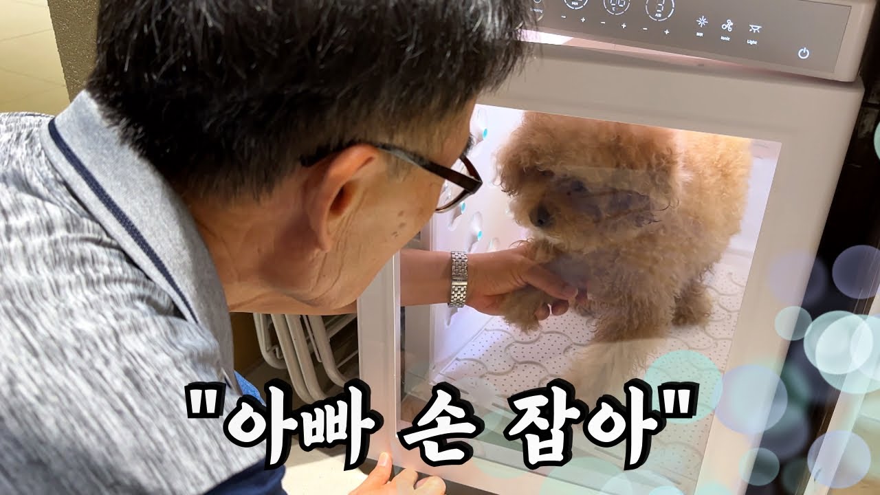 드라이룸에 들어간 강아지 손 잡아주는 아빠;;;