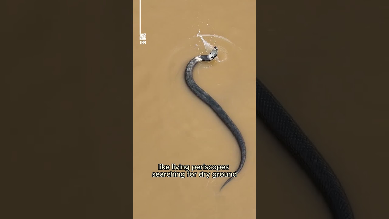 900 Snakes Escape China Snake Farm After Wall Collapses in Massive Floods!