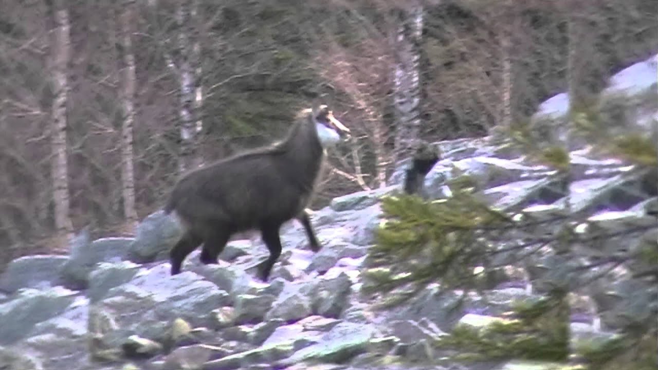 Lasy Dolnego Śląska - Nadleśnictwo Międzylesie