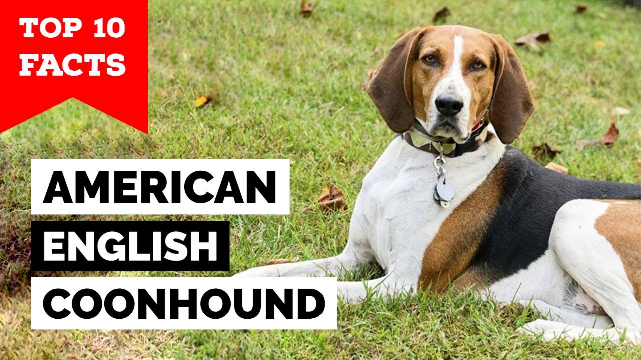 American English Coonhound - Top 10 Facts