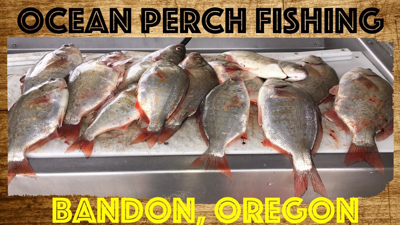 Surf Perch Fishing off the North Jetty in Bandon Oregon