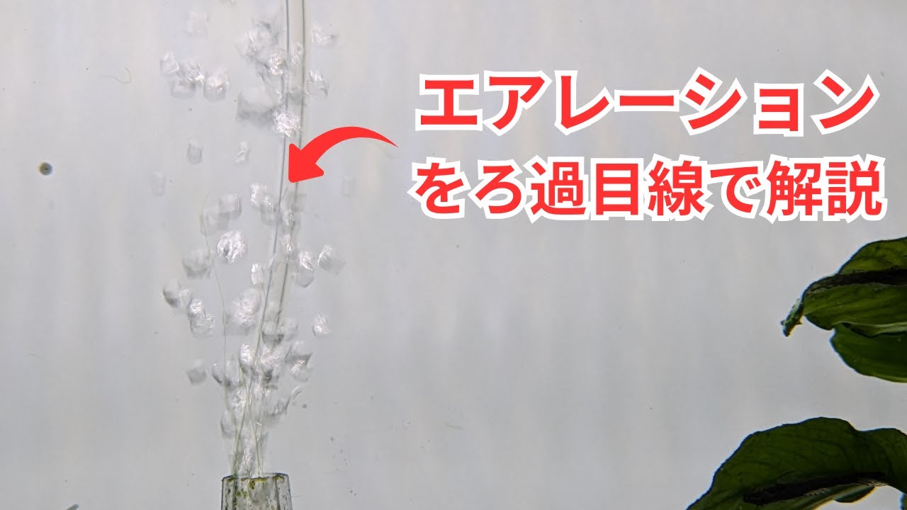 【ろ過の基礎のお話】エアーレーションをろ過目線で解説