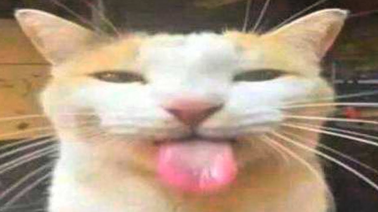you have to love these cats | compilation
