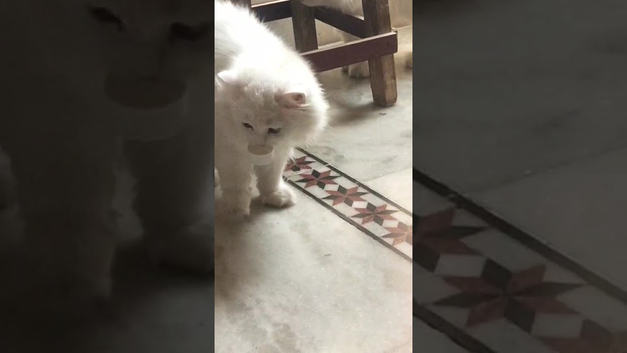 Cat playing with football