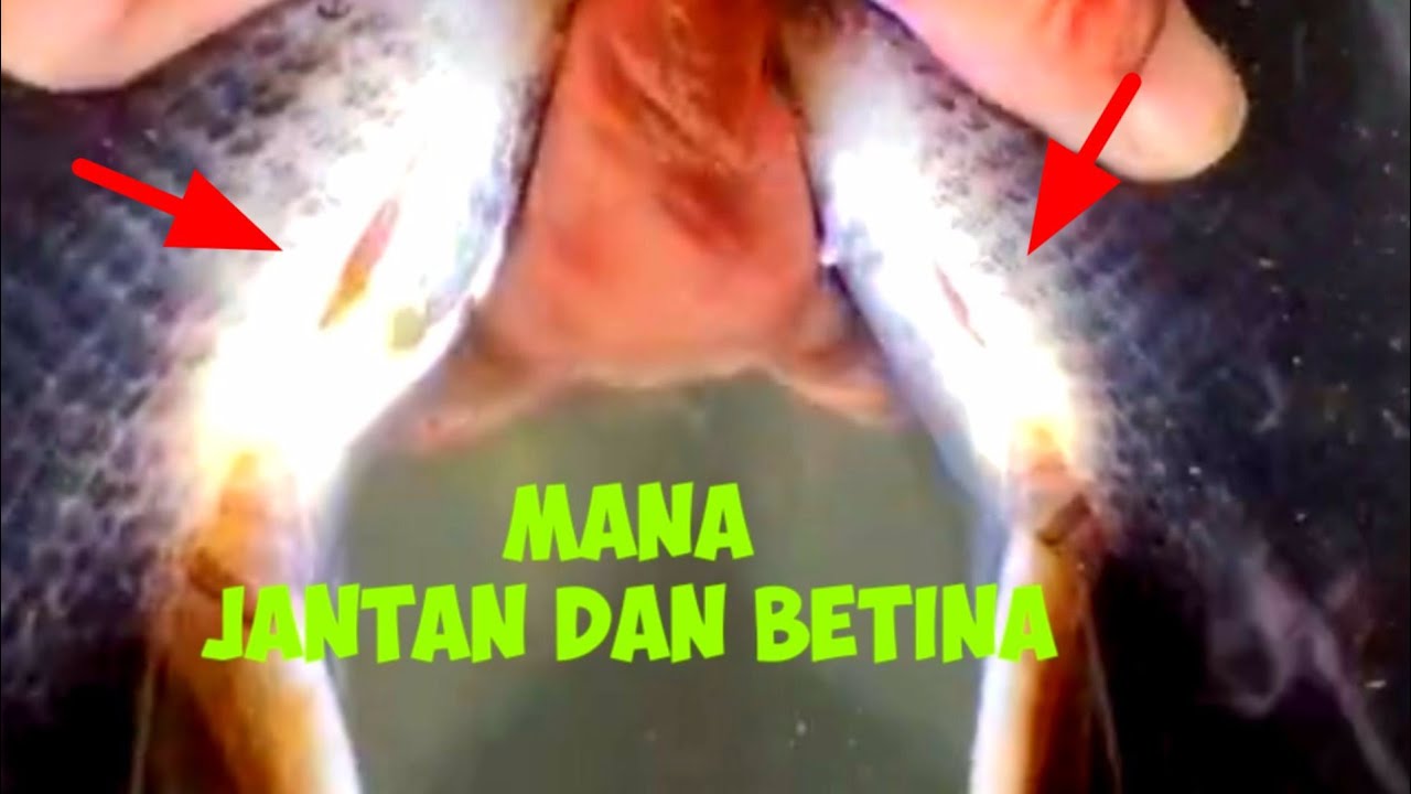 cara membedakan indukan bawal jantan dan betina
