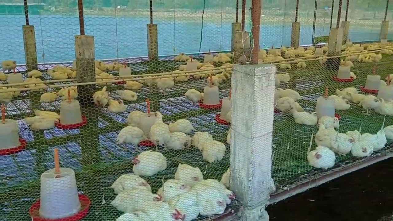 Integrated Chicken-Fish Farming Demo