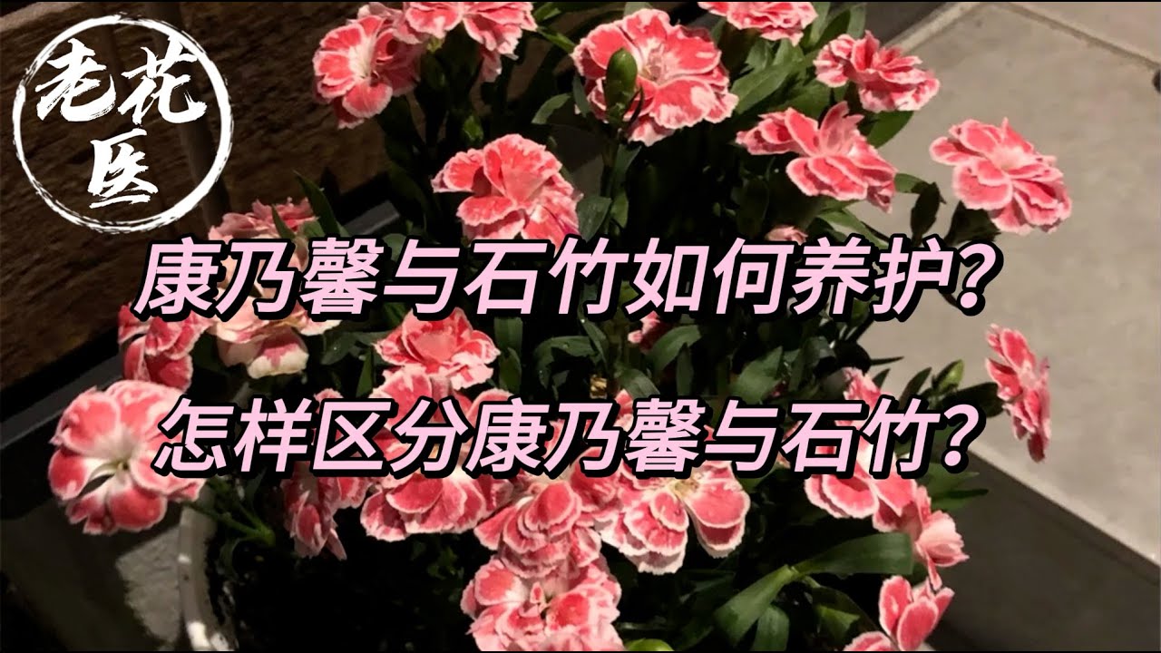 【老花医植物推荐】康乃馨与石竹如何养护？怎样区分康乃馨与石竹？Tips for China Pink(Dianthus) and Carnation growing and care.