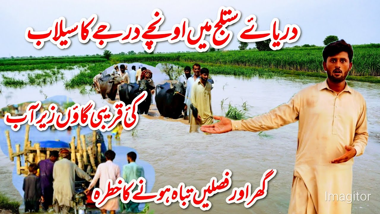 Sutluj river has highest flood many of villages have water around homes and crops going to destroy