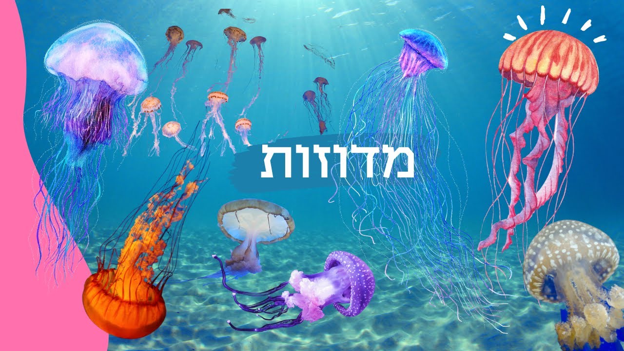 מדוזות לילדים בעברית חיות לילדים - מדוזה עולם המים לילדים 🌊