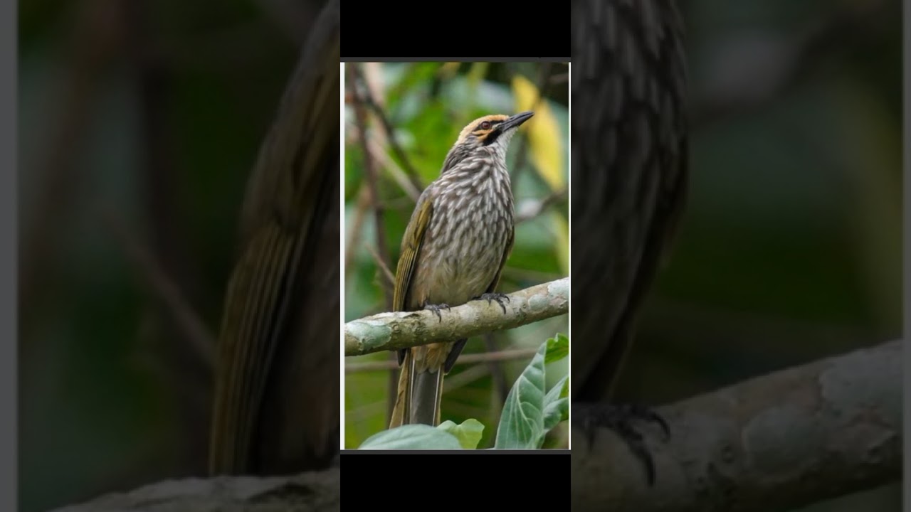 Burung cucak rowo gacor  cocok untuk masteran