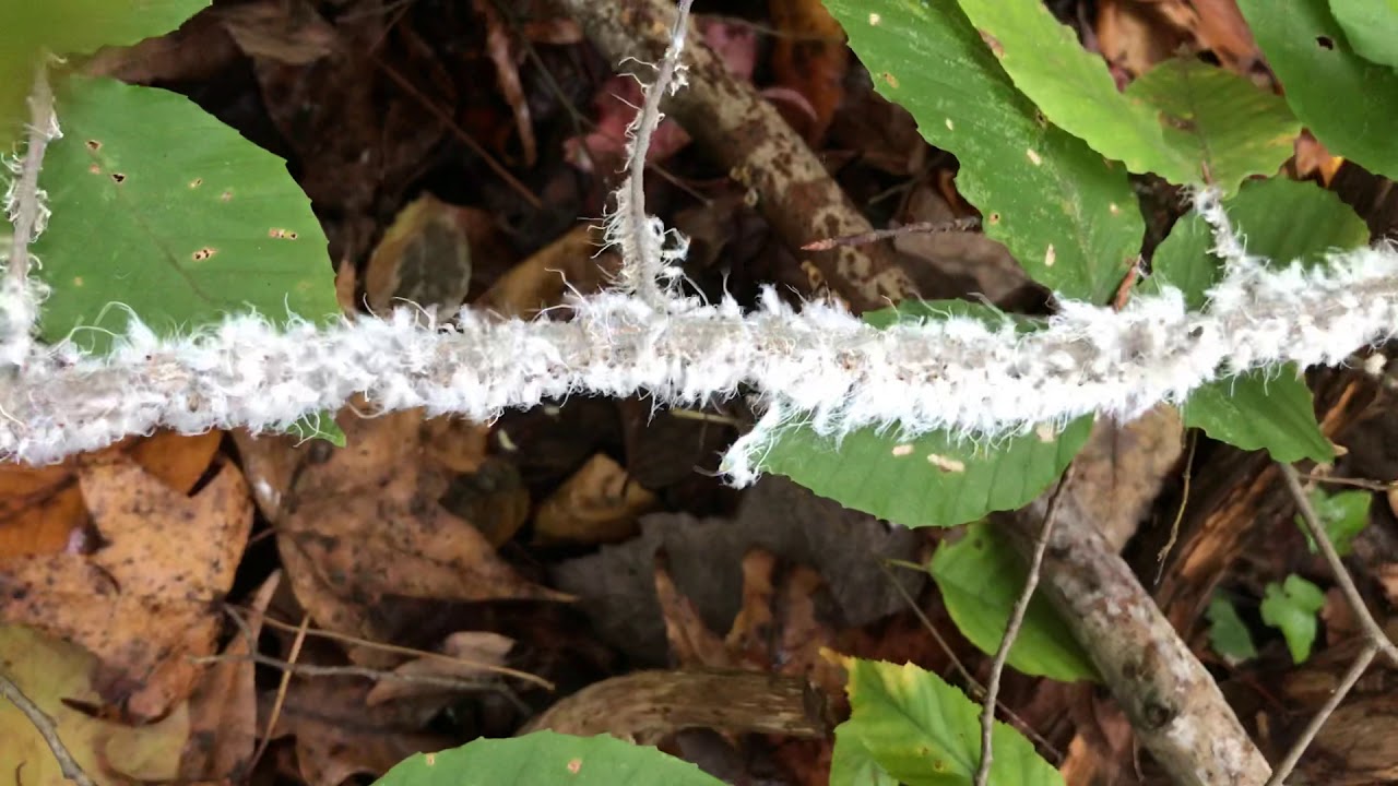 Insects on branch, what are they?