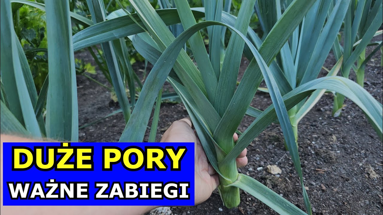 Chcesz mieć DUŻE PORY - Ważna Pielęgnacja - Podsypywanie, Cięcie, Podlewanie, Nawożenie, Uprawa Pora