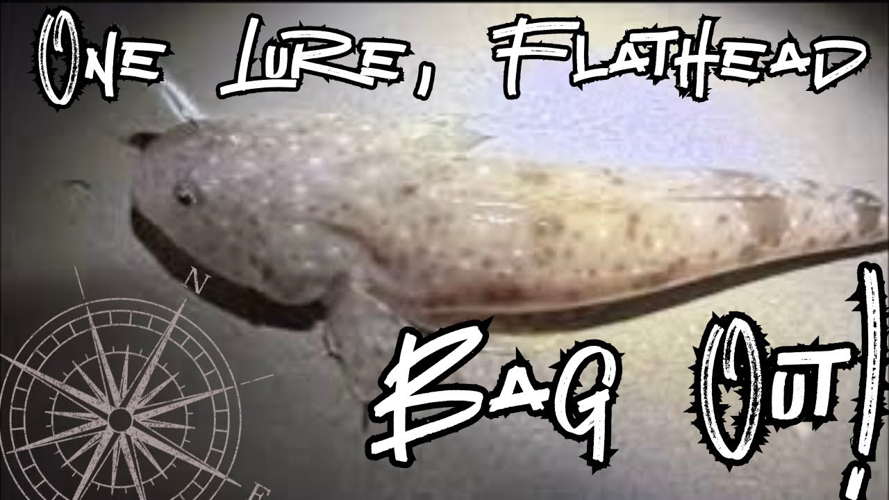 Bagged Out in Fremantle Using One Soft Plastic Lure! 🎣 🔥