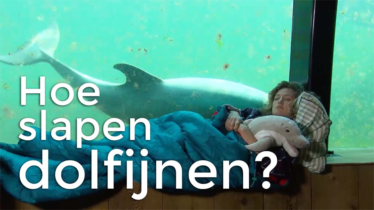 Hoe slapen dolfijnen? | Vragen van Kinderen