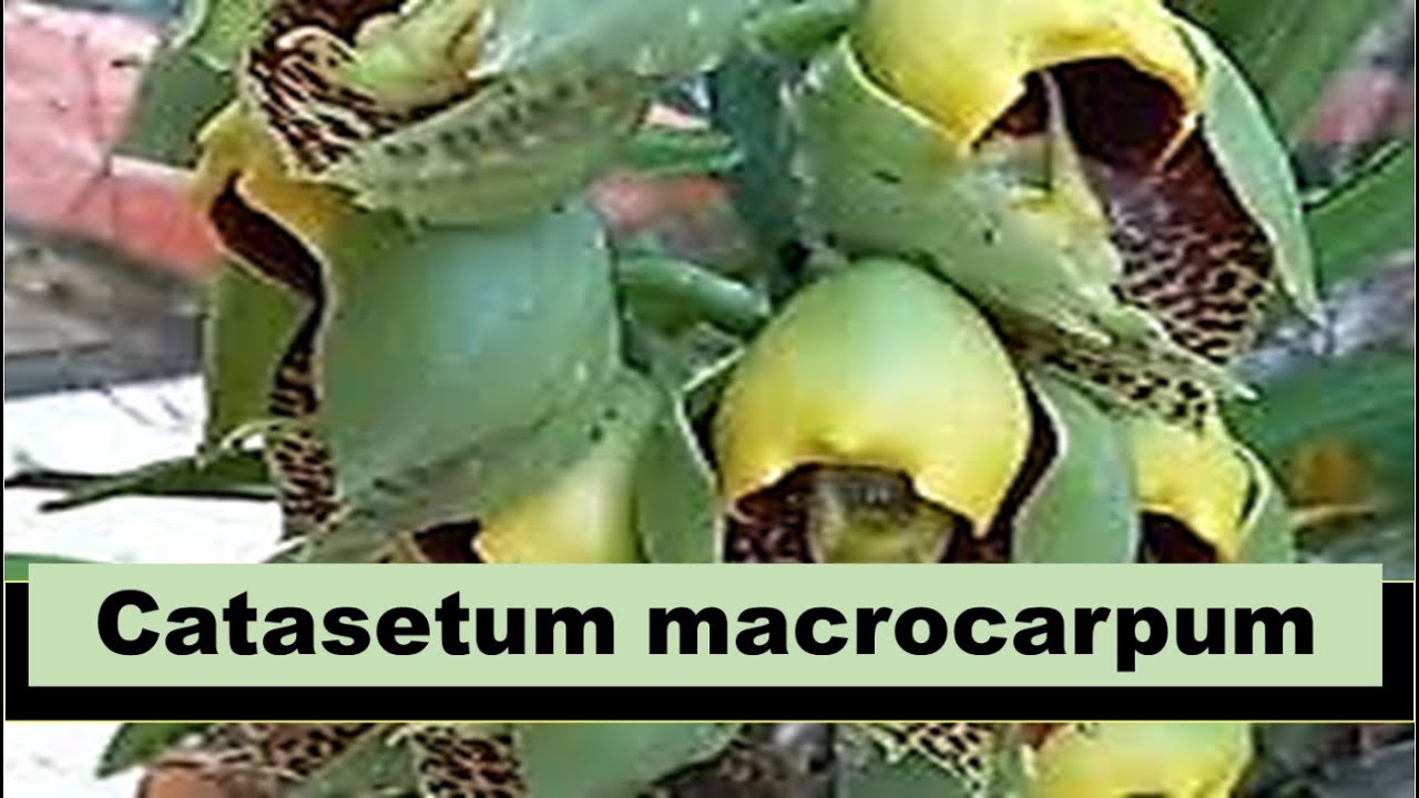 Catasetum macrocarpum.