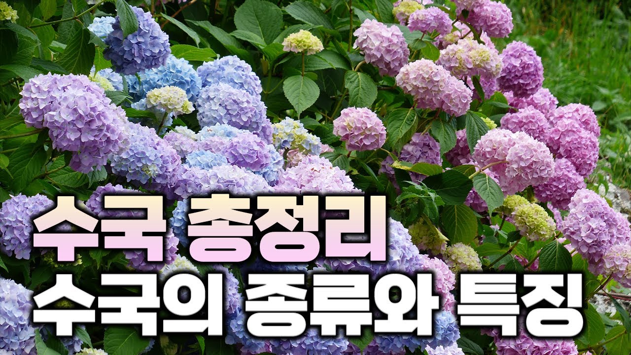[수국 완전정복 1탄] 넝쿨성 수국부터 잎에 단풍이 드는 수국까지! 다양한 수국의 종류에 대해 한번에 알려드립니다.
