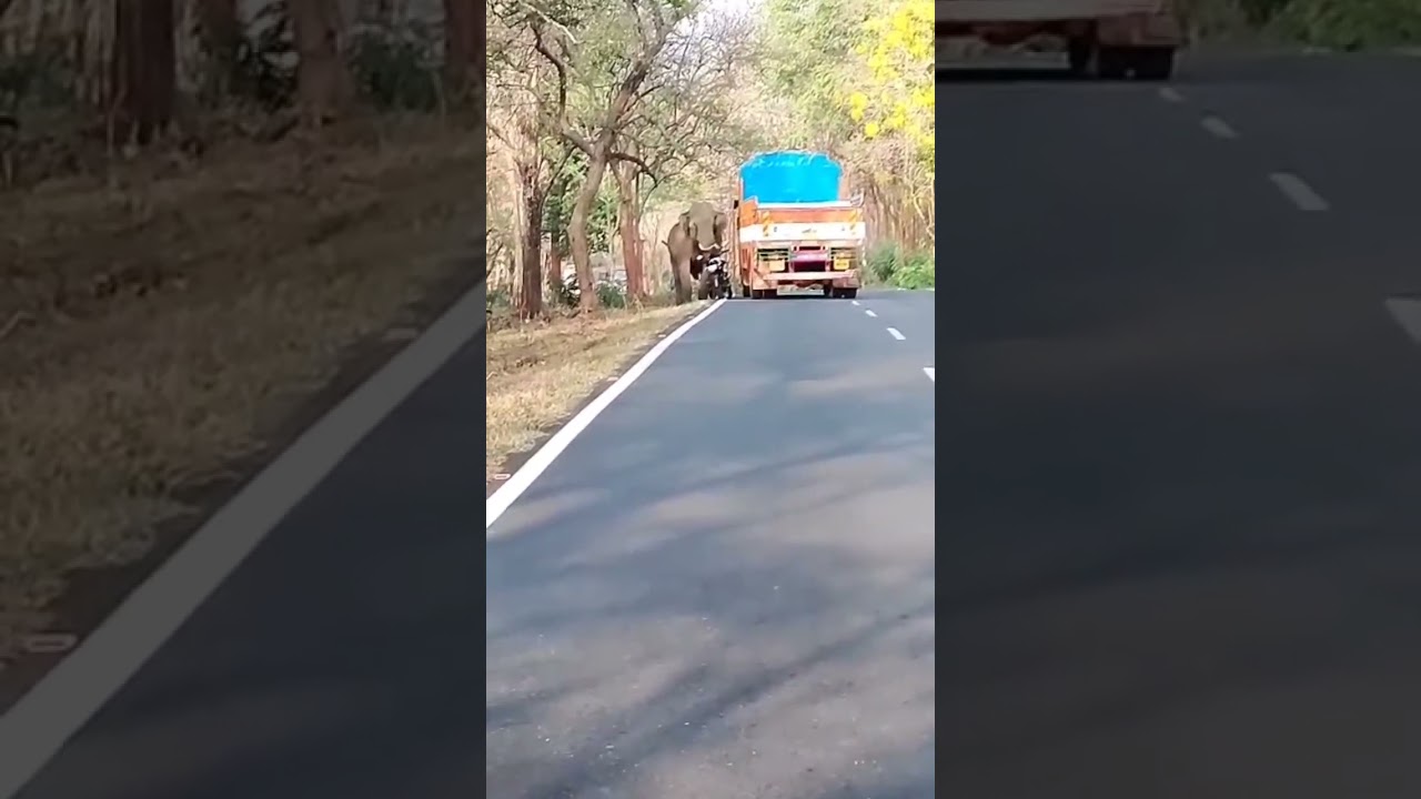 Big Elephant Caught in forest bike riders stopped the ns200 got into truck