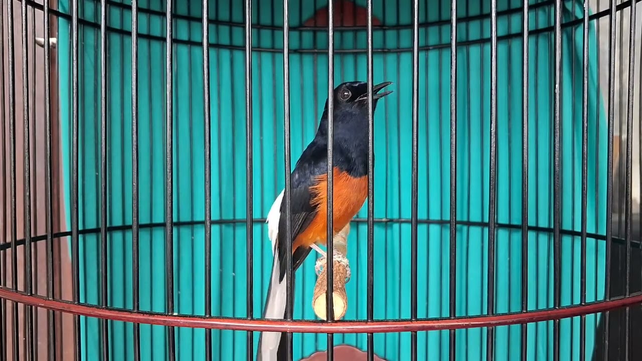 MURAI BATU ||PRESTASIAN LATPRES, 2 KALI MABUNGAN