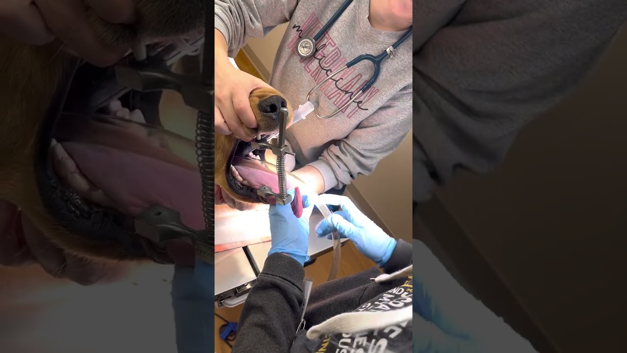 Penn foster externship 1 skill 13: orogastric intubation