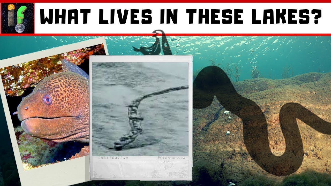 Mystery Lake Monster Lagarflj&oacute;t worm. finally an answer?