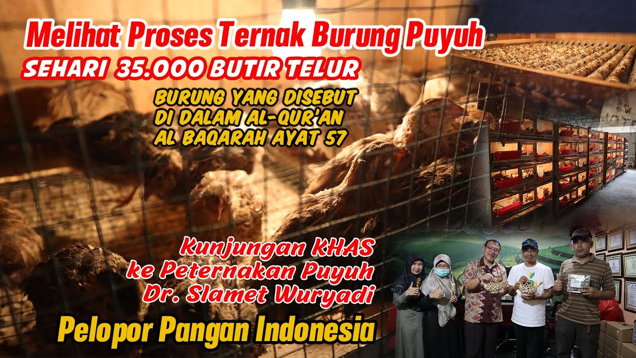 Apartemen Burung Puyuh ini menghasilkan telur 35.000 sehari