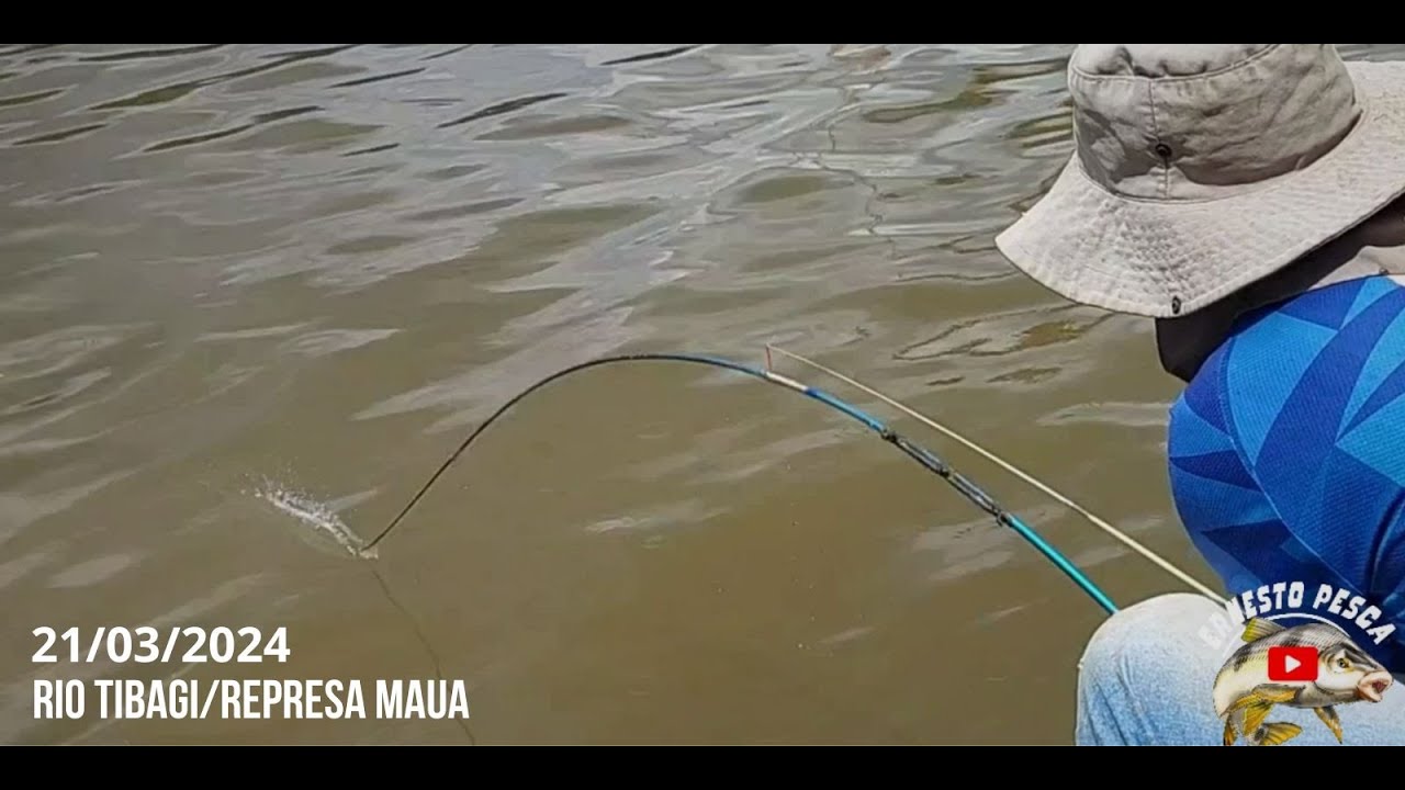 Pescaria de Piau 3 Pinta Gigantes no rio Tibagi/Represa Maua