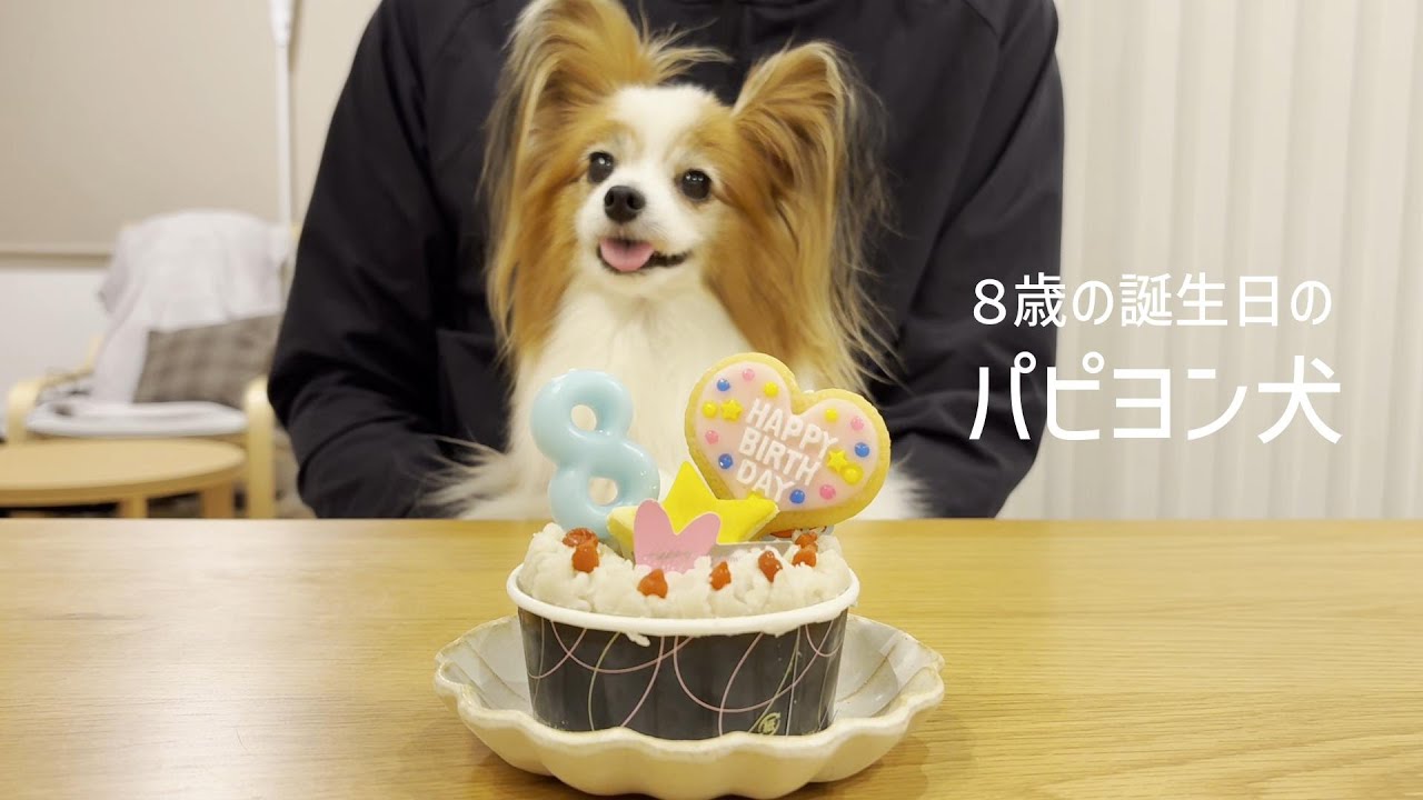おおはしゃぎでパパを舐めまくる誕生日のパピヨン犬 #144