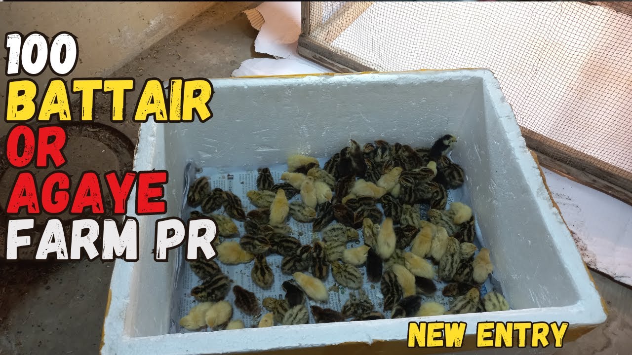 100 Batter bhi Agaye Farm pr 🐥❤️ 🐣 | Quail Entry at farm | Battair  Farming in Karachi