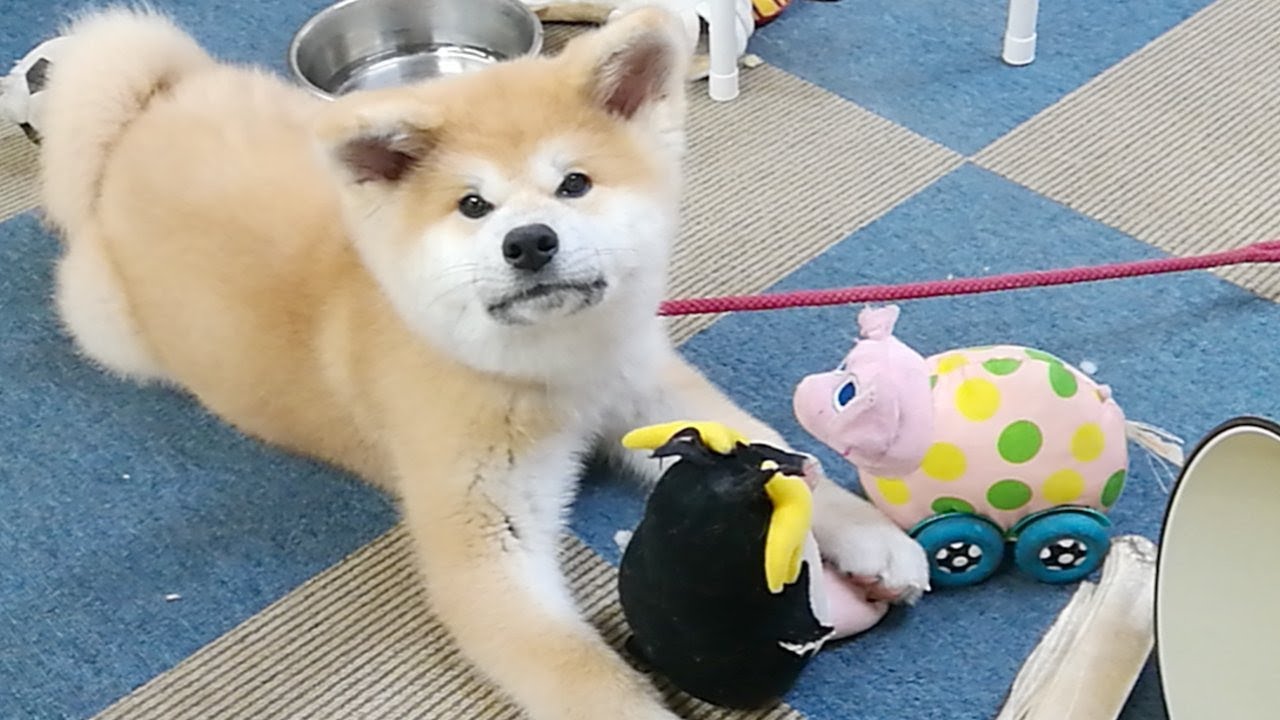 ひめちゃん配信！