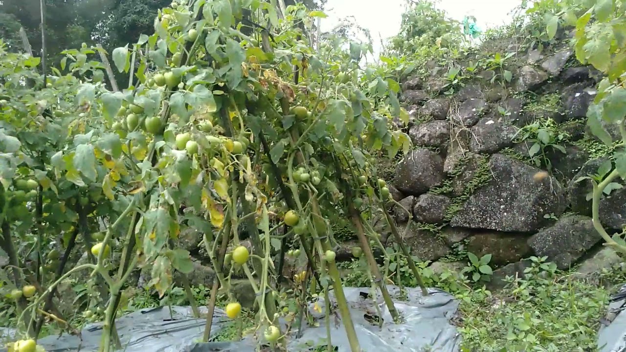 Rahasia Tomat Subur