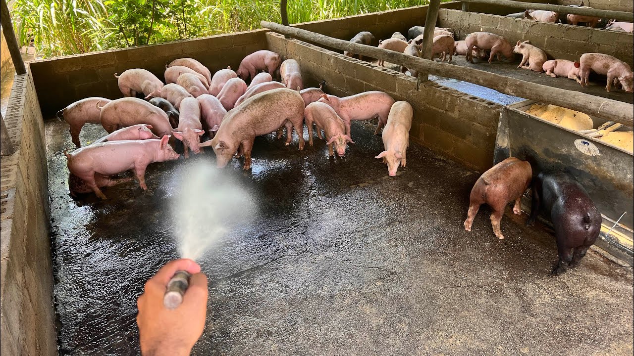 CÓMO engordar cerdos ? FÁCILMENTE