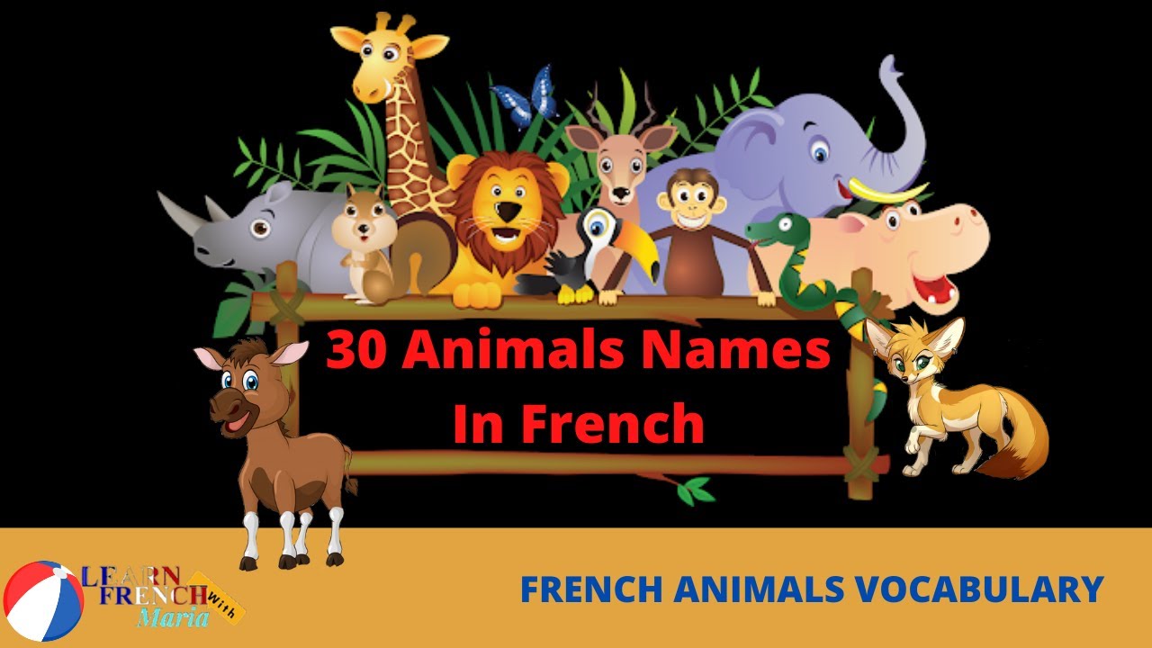 30 Animals Name In French | French Vocabulary (French Fundamental Lessons - 8)