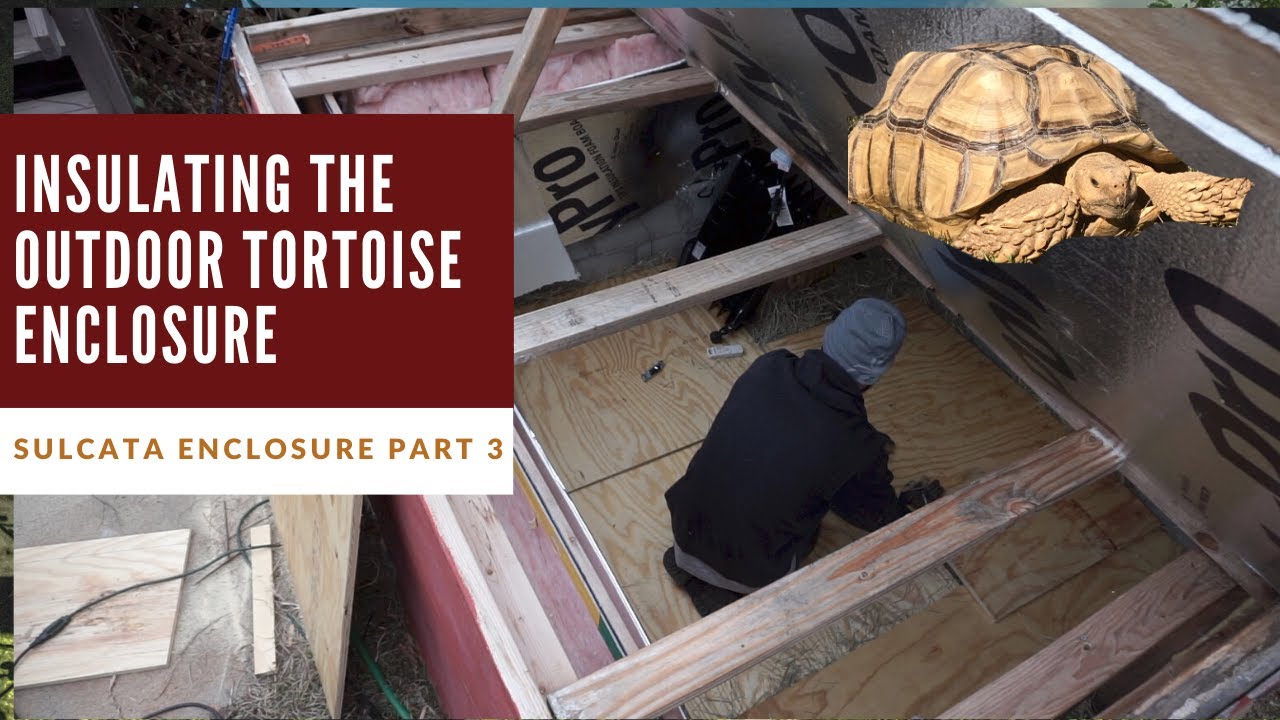 Preparing the Outdoor Tortoise Enclosure for Winter