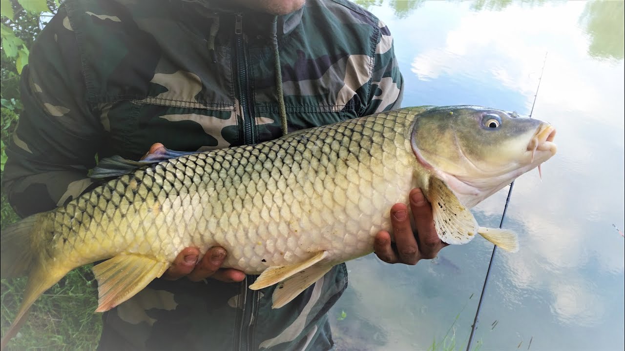 Pecanje u Tomaševcu (