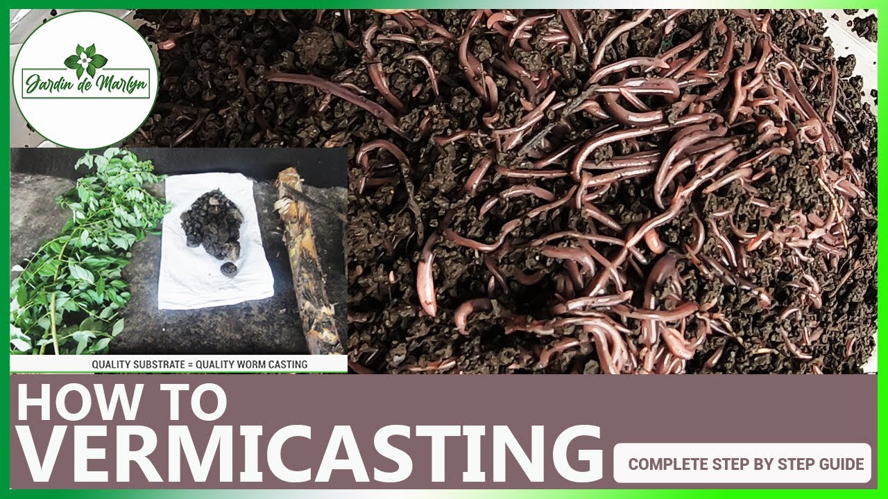HOW TO MAKE VERMICAST / VERMICASTING [Complete Step by Step Guide]