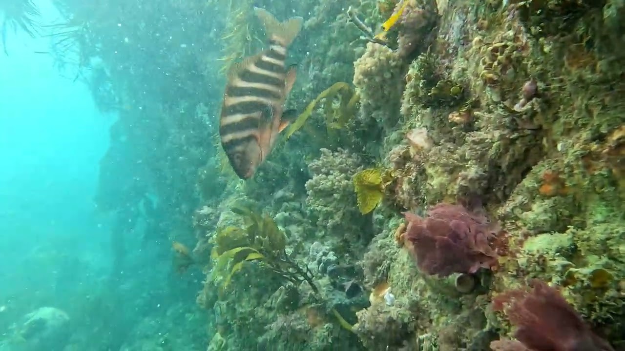 Snorkelling the Great Ocean Road