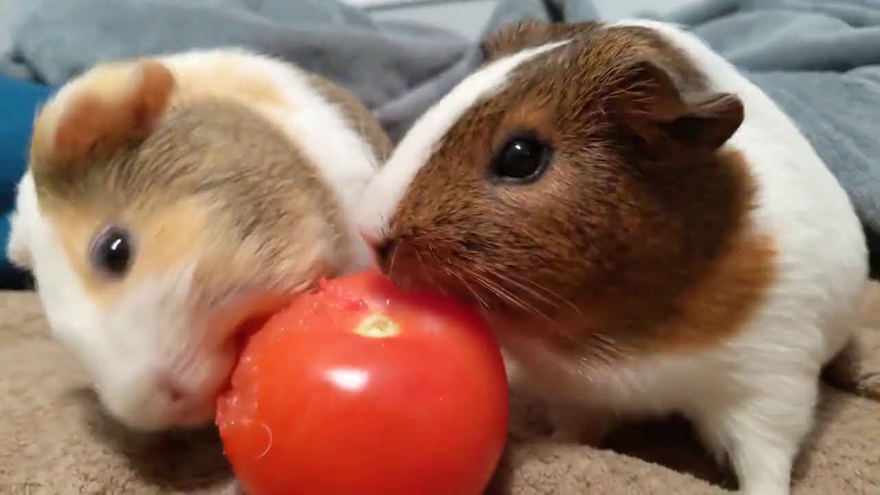 Lucky Guinea Pigs Eat A Tomato!