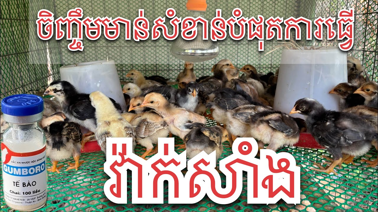 ការធ្វេីវ៉ាក់សាំងទៅលេីកូនមាន់ ចិញ្ចឹមមាន់សំខាន់បំផុតការធ្វេីវ៉ាក់សាំង2026