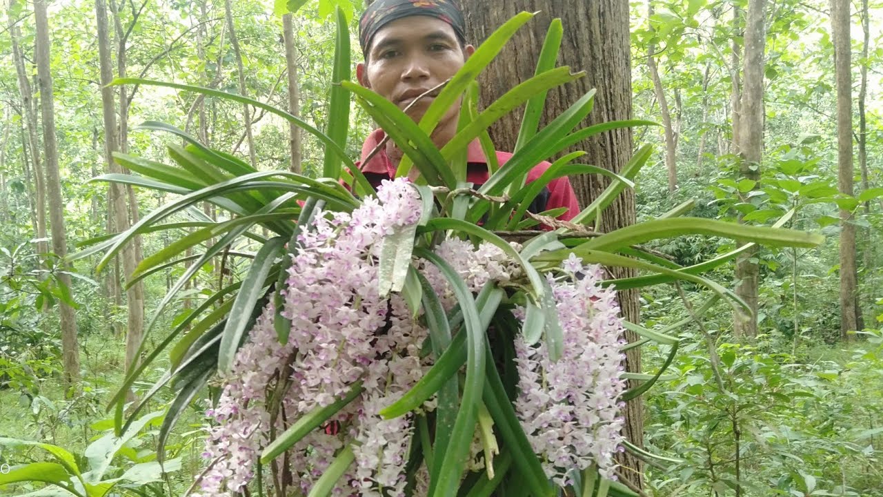 Musimnya bunga anggrek ekor tupai berbunga, panen banyak