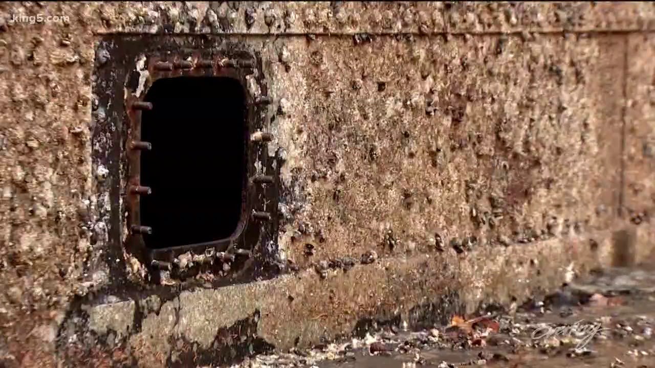 Inside the dry Ballard Locks, emptied for yearly cleaning and treasure hunt  - KING 5 Evening
